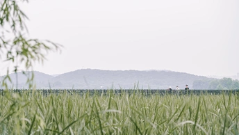 一片高高的草地 前景是一把伞