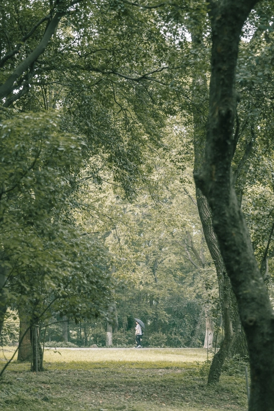 一个人撑着伞穿过公园或森林 前景是树木和草地 背景是树林