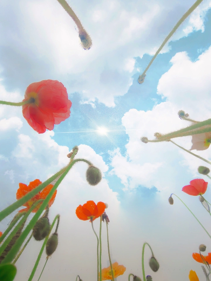 “花城”