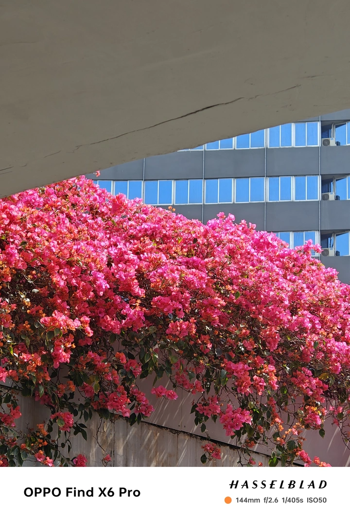 春日裡不能錯過的三角梅🌺