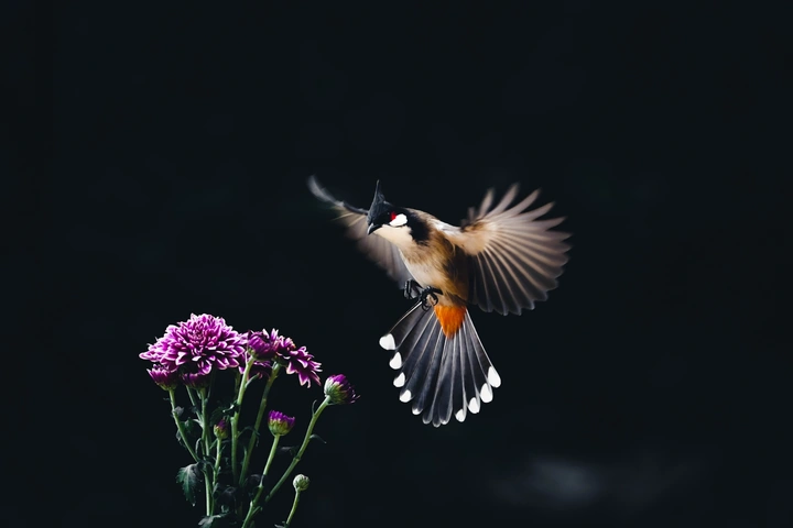 飞花图。