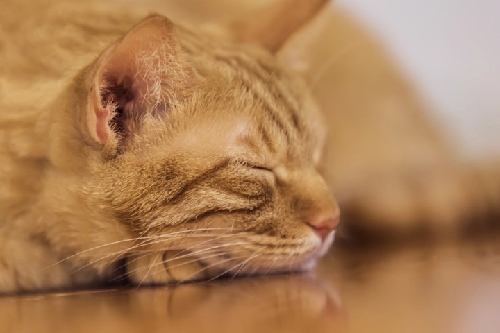 睡觉的猫