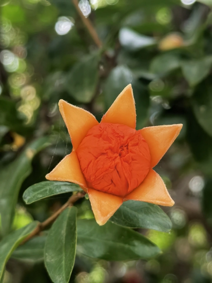 石榴花