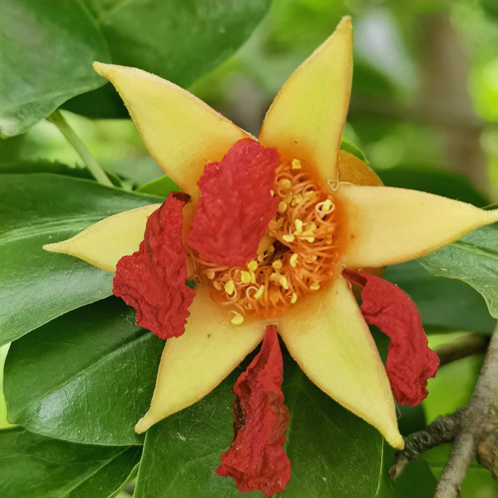 石榴花