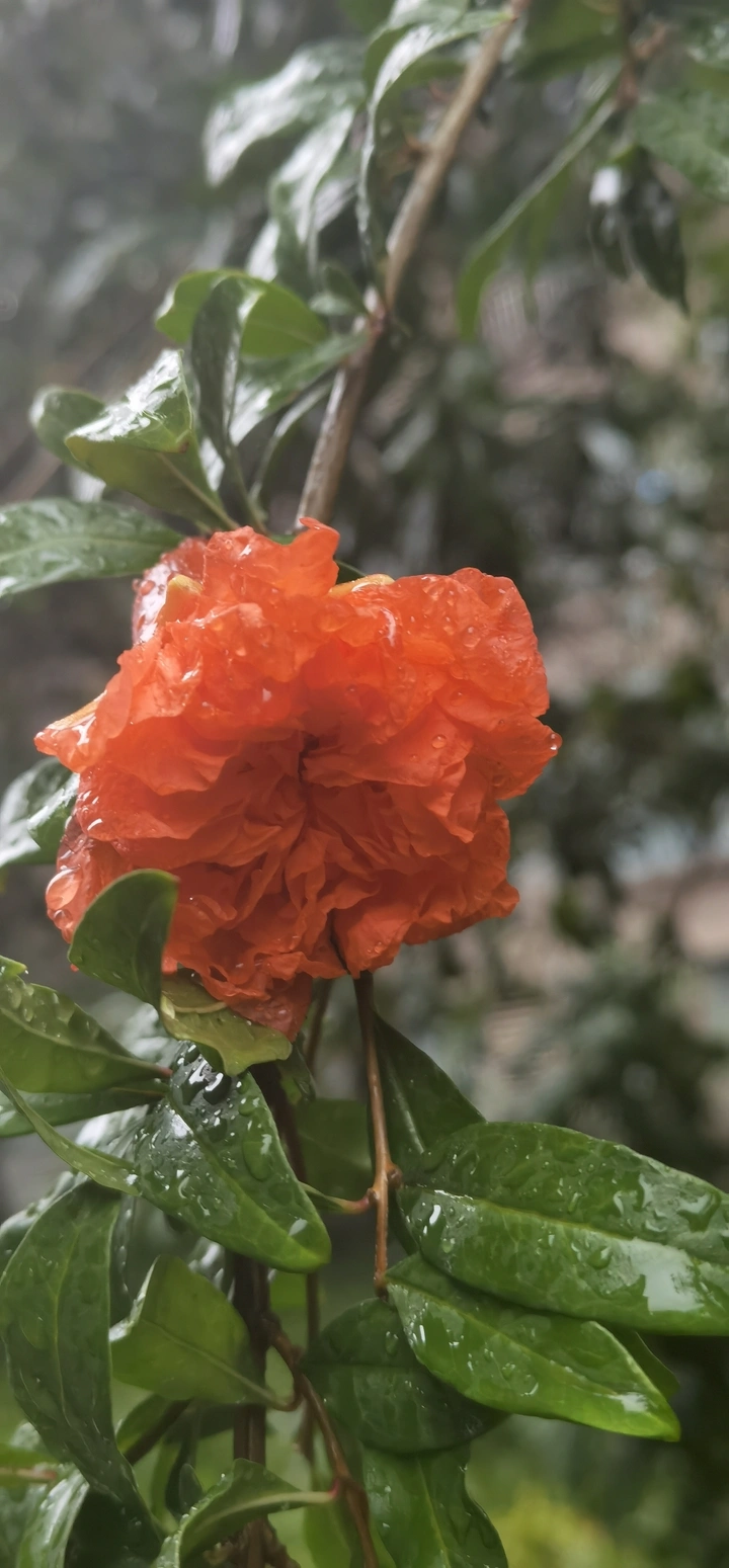 大雨后的石榴花