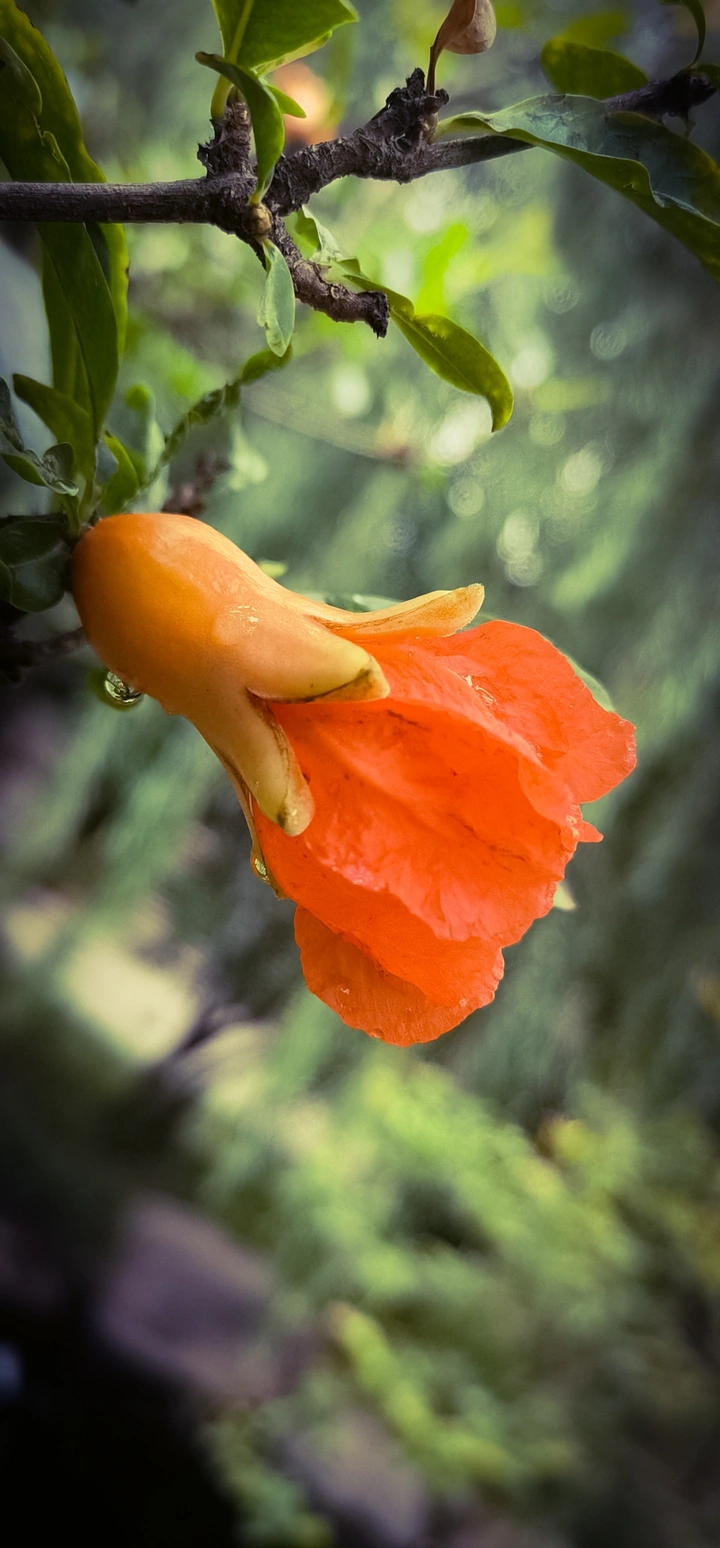 石榴花