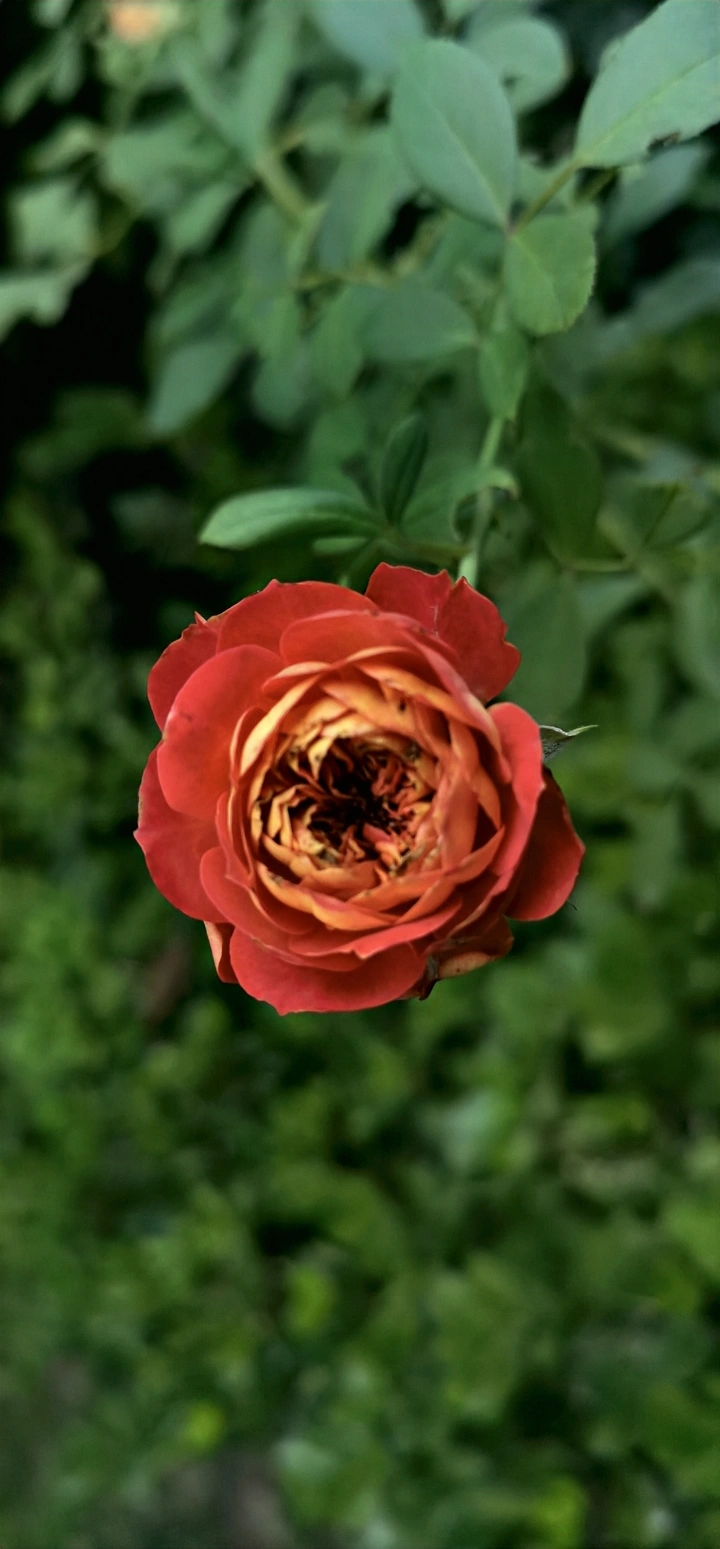 花的世界