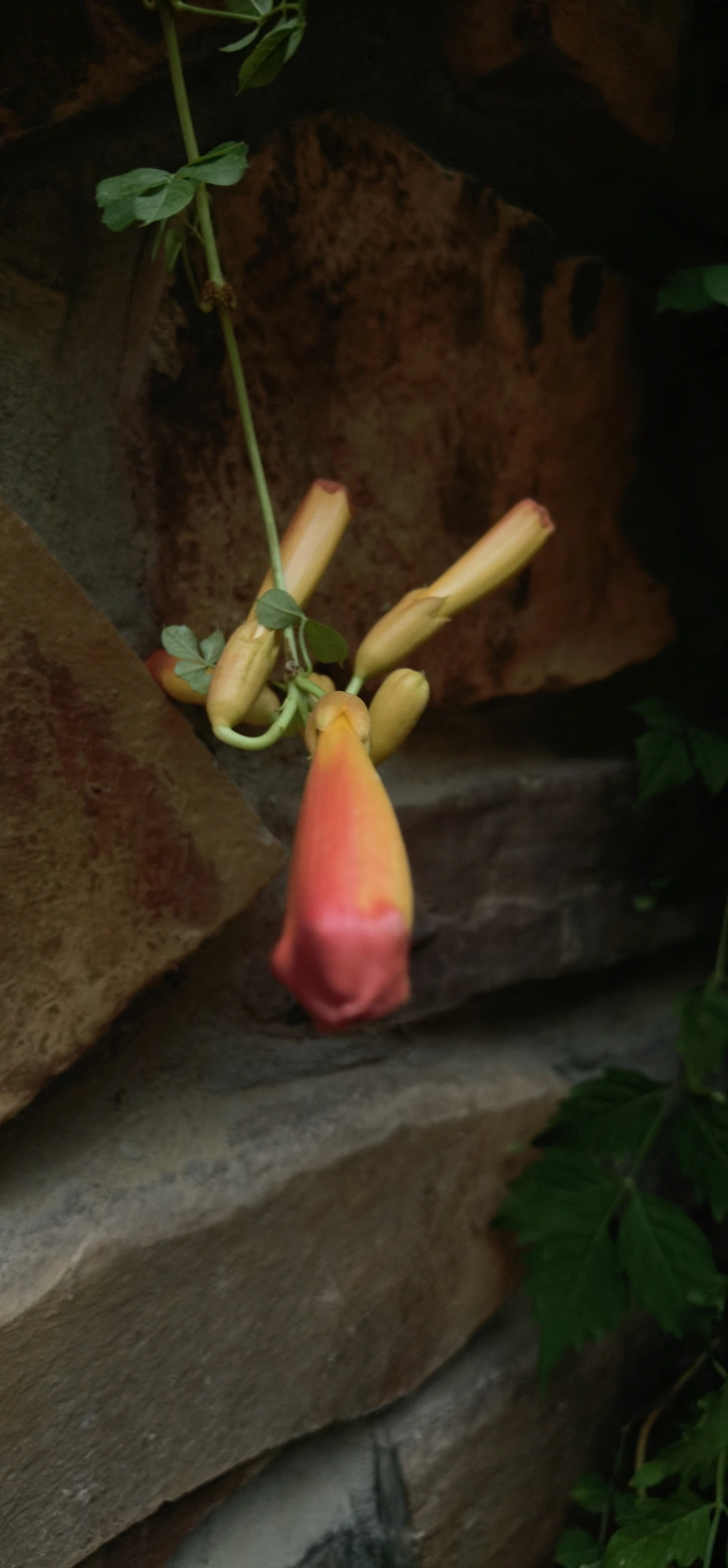 凌霄花