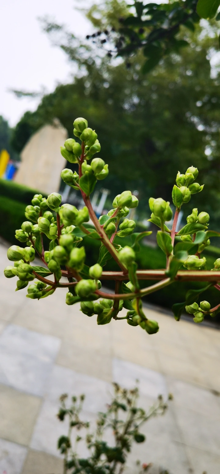 紫薇花