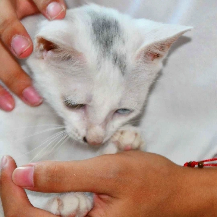 怀抱中的小猫