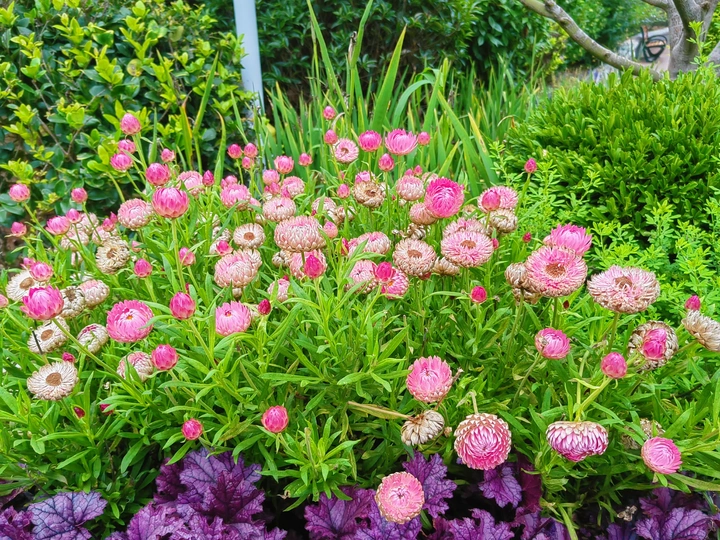 夏日的颜色