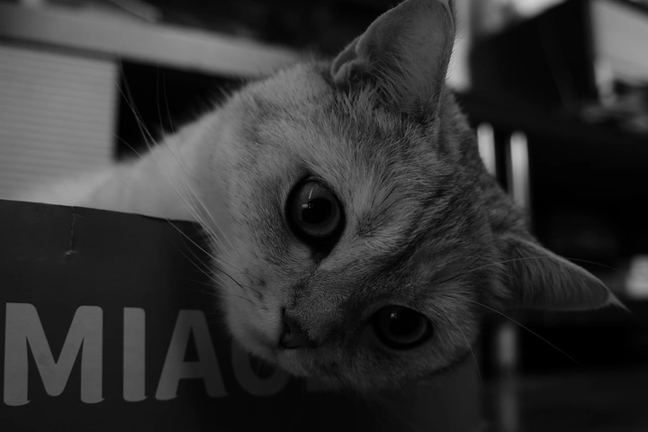 犹豫的猫