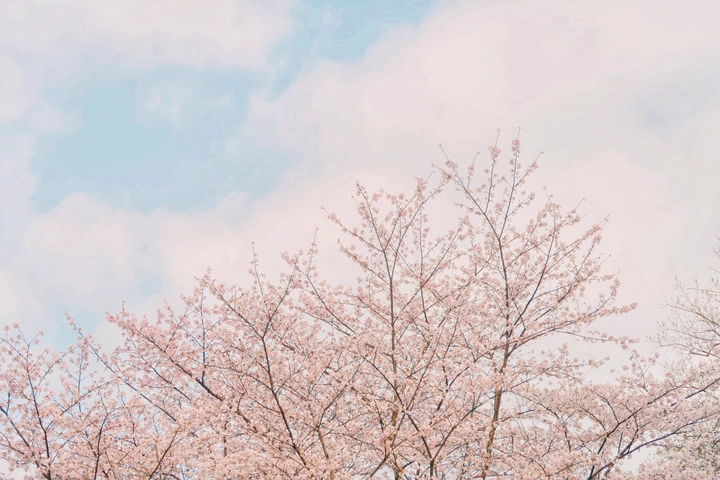 樱花季