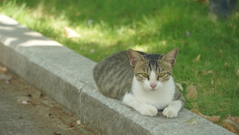Day7 | 一滩猫