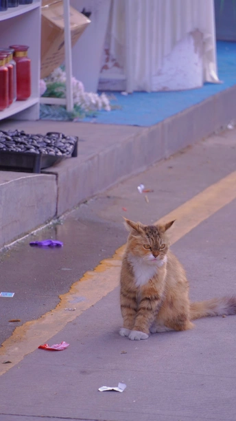 DAY8 | 小猫守卫