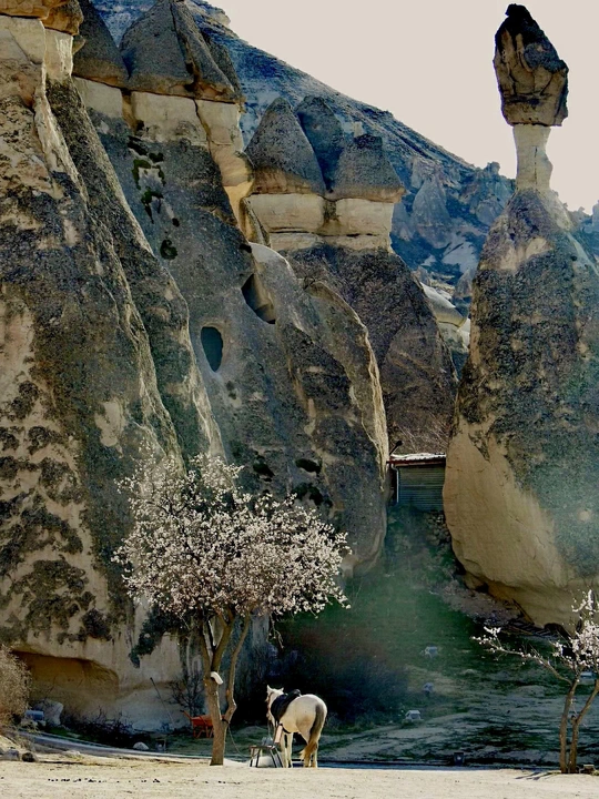 一些岩石和一匹马站在一些树旁的山