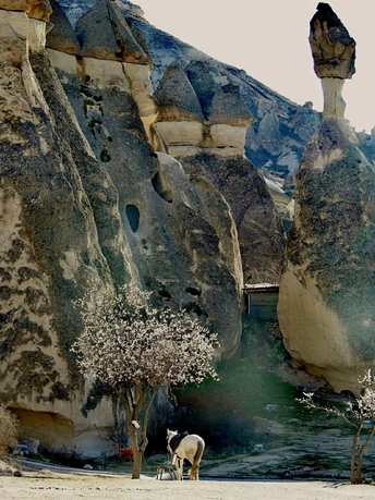 一些岩石和一匹马站在一些树旁的山