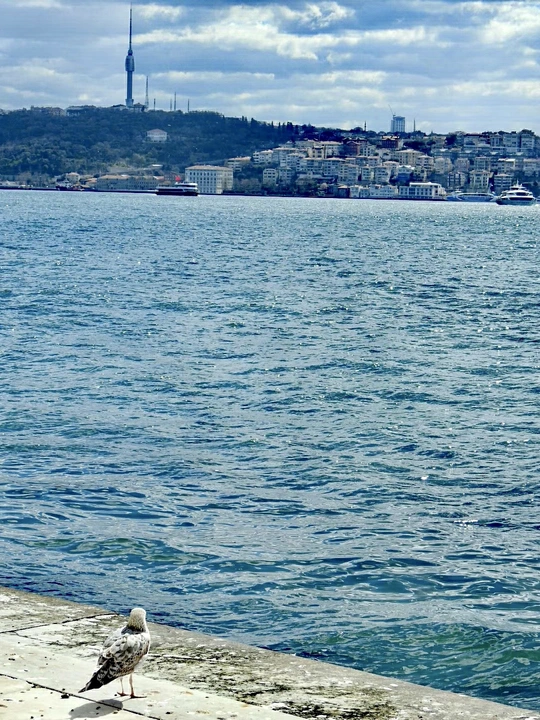 一只海鸥坐在一个人工水体旁边的一个码头上 背景是一个城市。