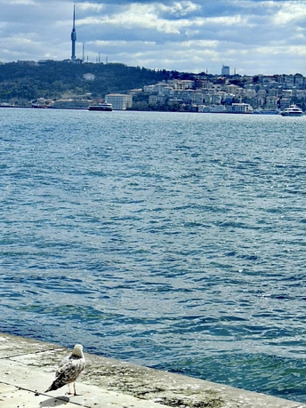 一只海鸥坐在一个人工水体旁边的一个码头上 背景是一个城市。