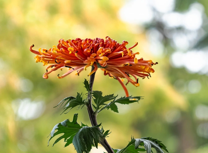东篱赏菊