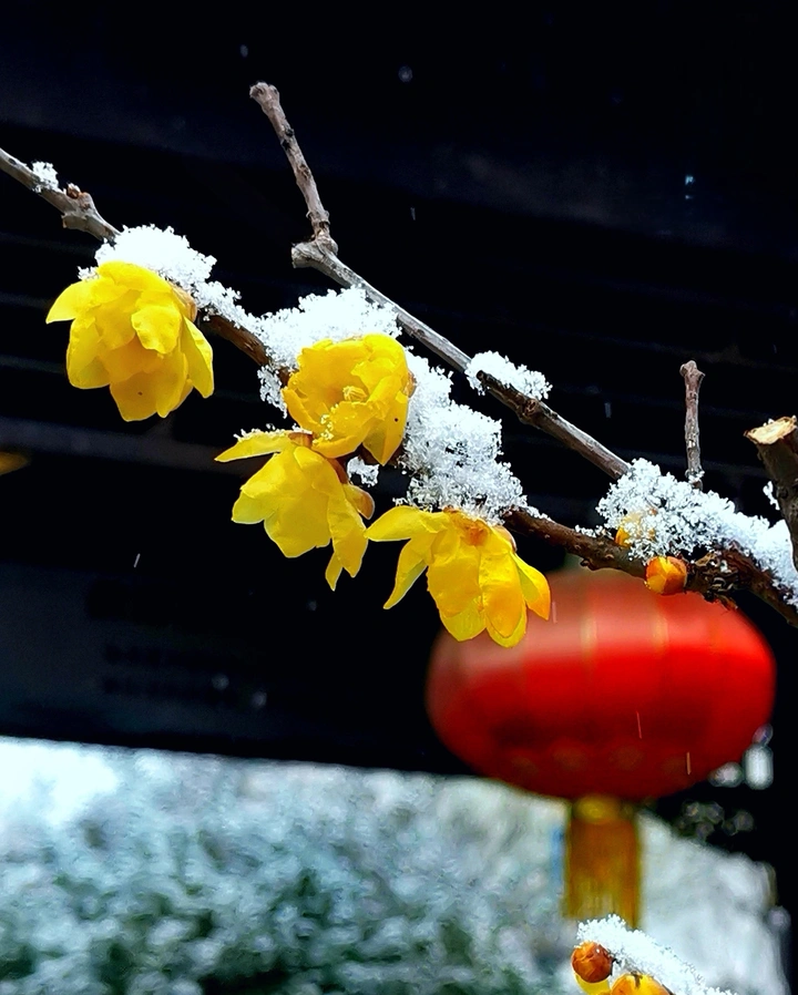 雪中蜡梅