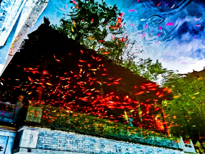 飞翔吧，小鱼儿，飞得更高！