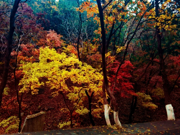 秋天山林
