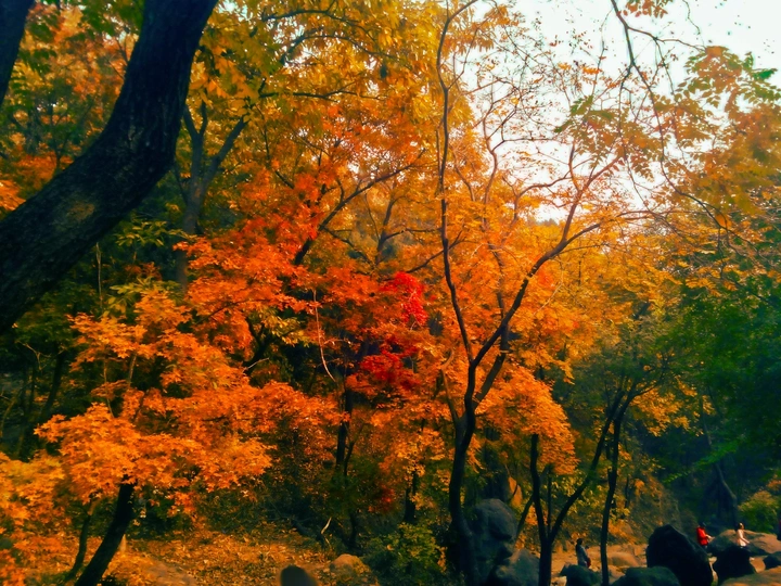 秋天枫树林