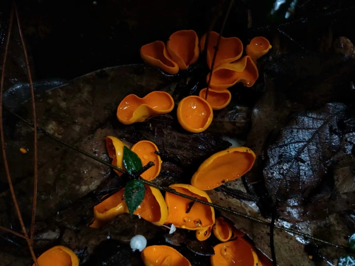 野生植物