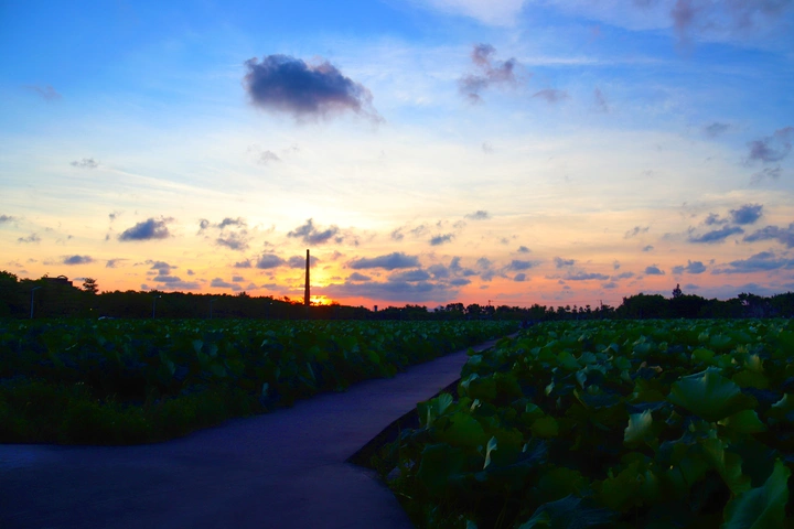 夕阳荷塘