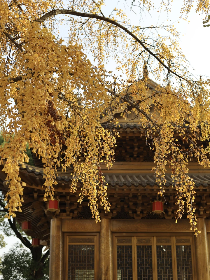 上海·东林寺