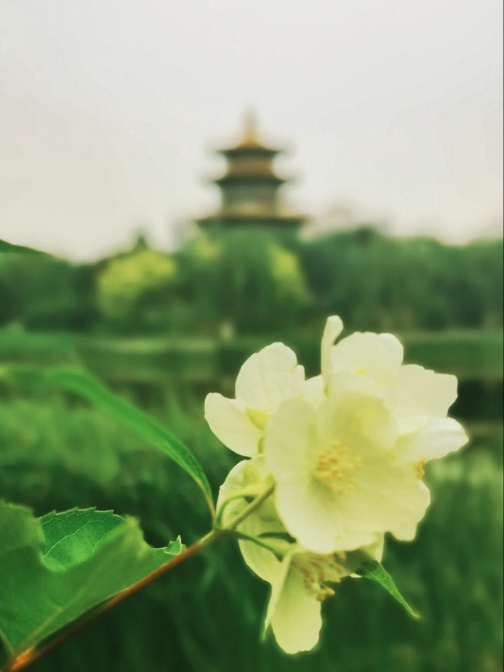 畅兴阁的故事