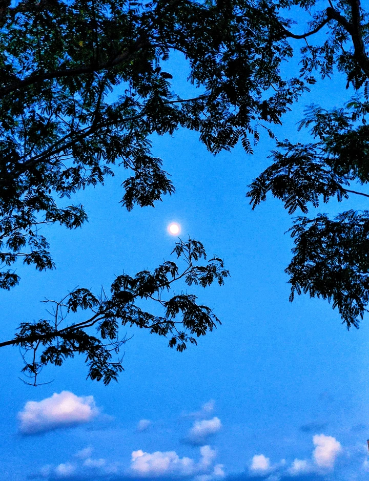 夜听蝉鸣.
