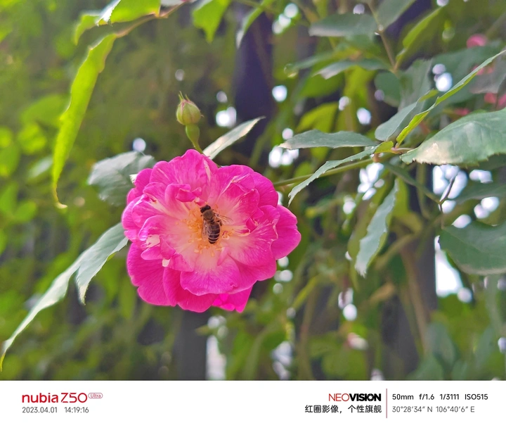 蔷薇花开，春已至暮，人间温柔亦浪漫。