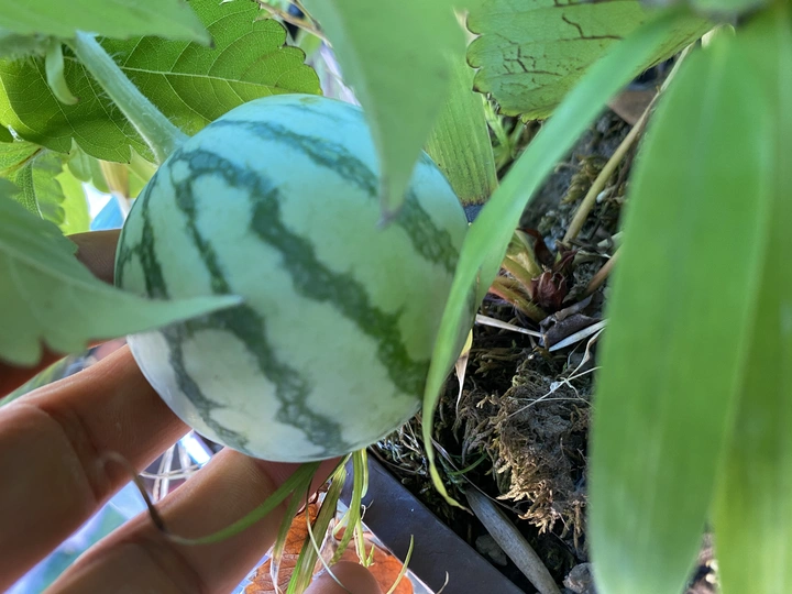 西瓜茁壮成长
