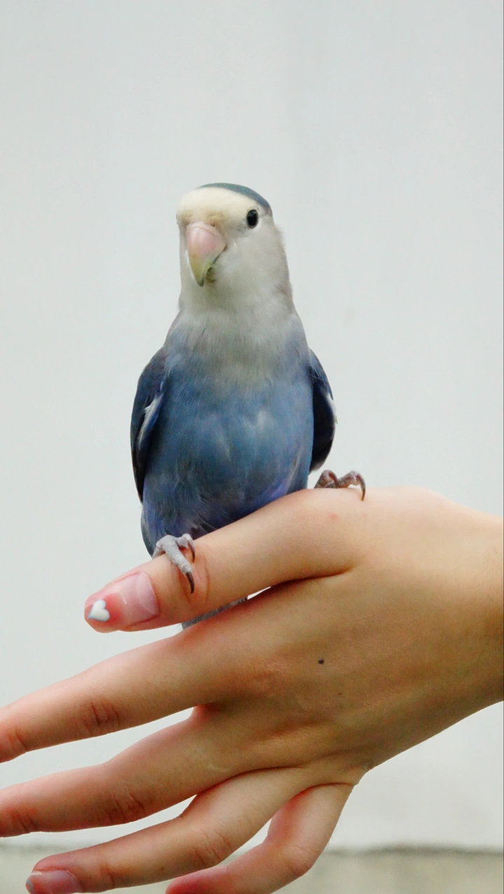 蓝鹦鹉