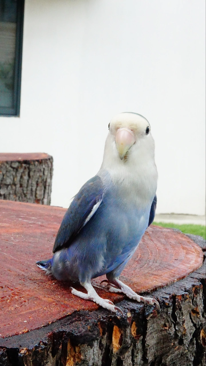 蓝鹦鹉