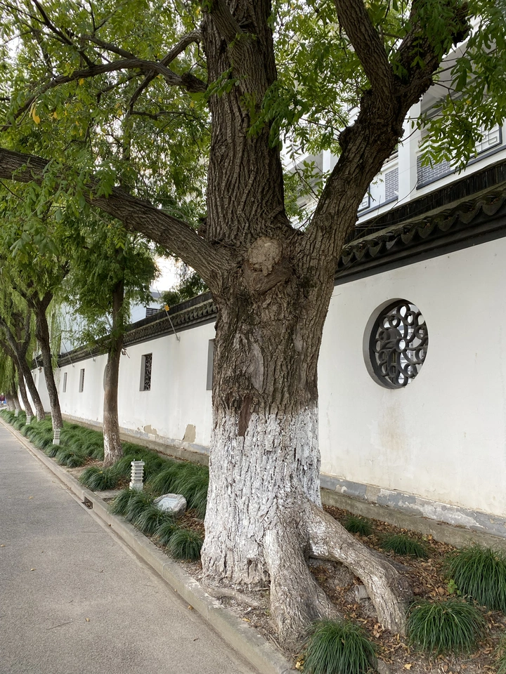 百年大树