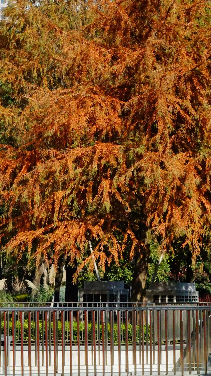 水杉在腊月