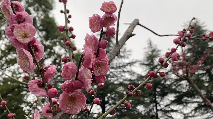 梅