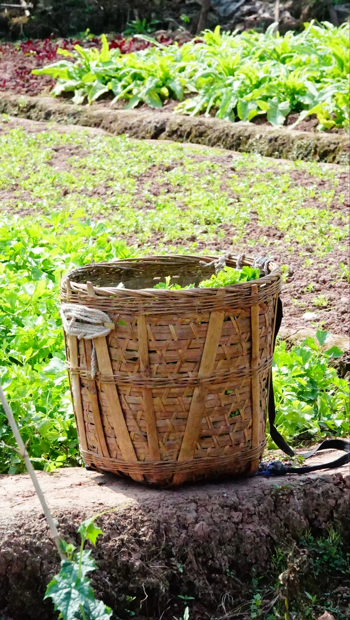 太阳花可食