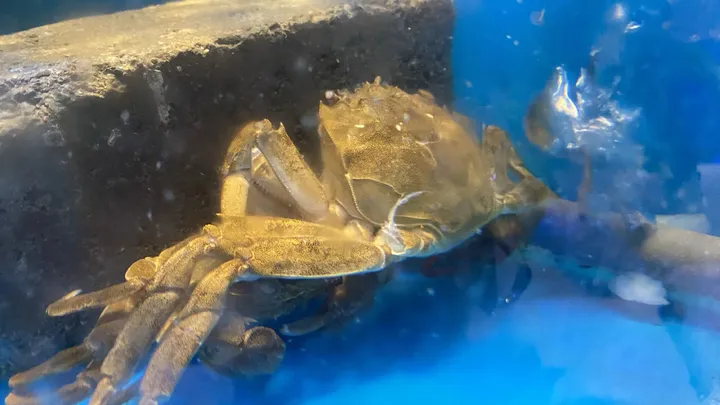 阳澄湖大闸蟹