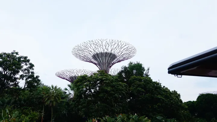 新加坡千树银花