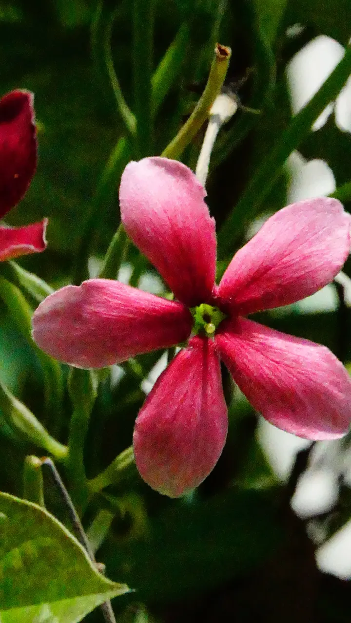 小叶片花