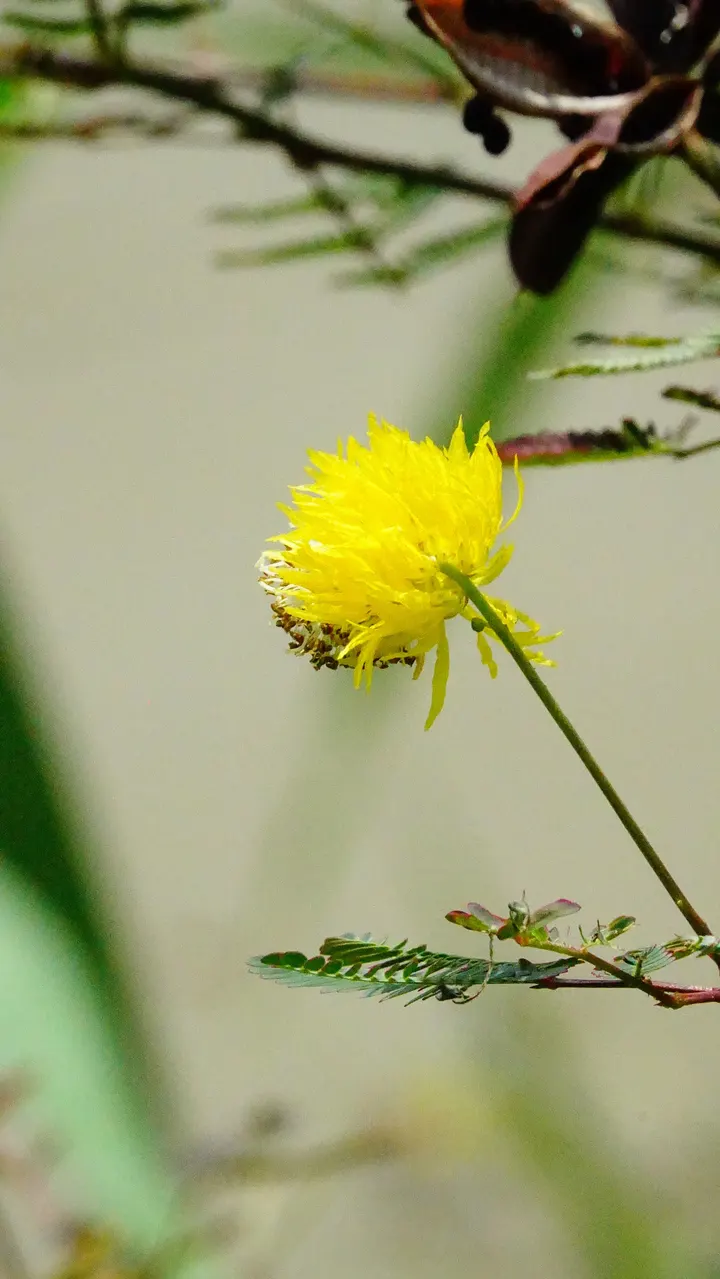 小黄思雨