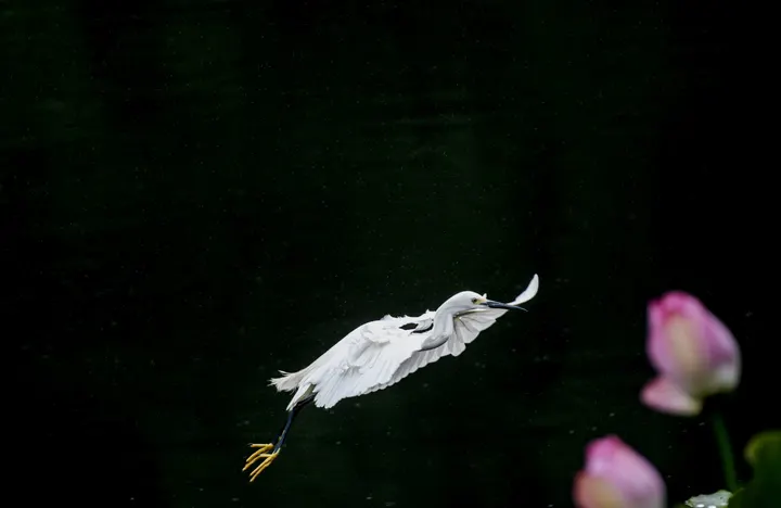 展翅高飞