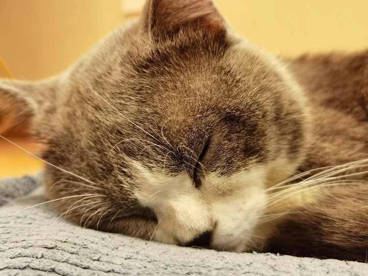 睡猫