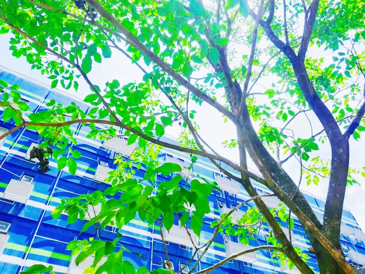 夏日•树荫