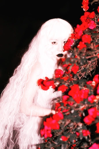 一位长着白头发女士抱着一棵开红玫瑰的树