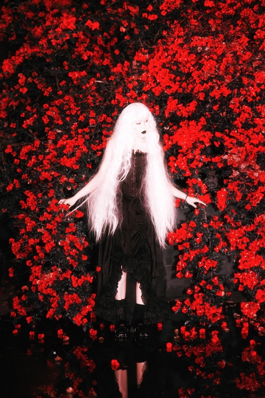 一位身着黑色长裙 头戴白发的女人 置身于红色的玫瑰花丛中。